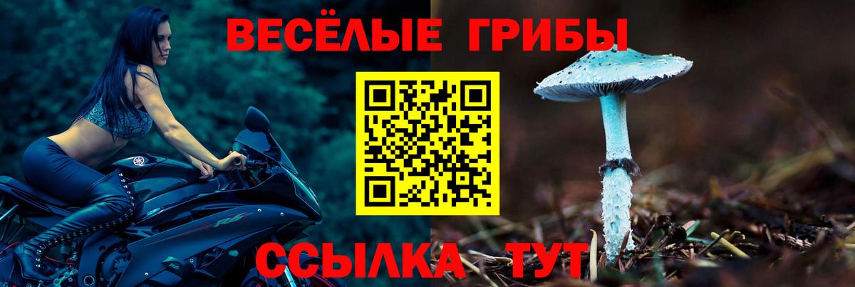 Псилоцибиновые грибы Psilocybe Видное